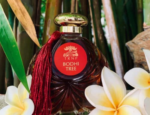 TRNP Bodhi Tree