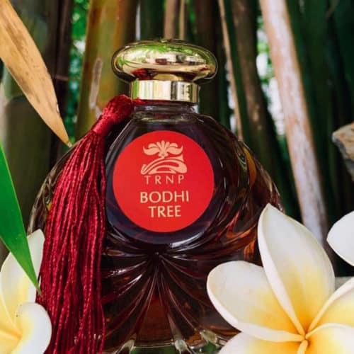 TRNP Bodhi Tree