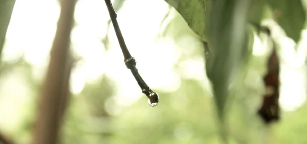 the drop of life