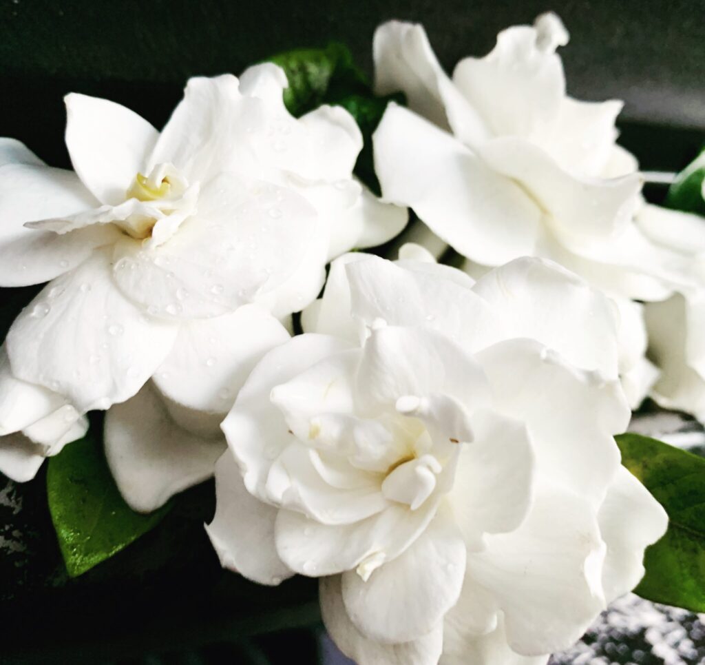 Gardenias